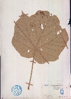 藏品(槭葉翅子木)的圖片