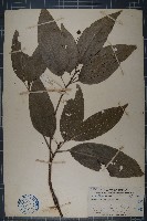 藏品(假蘋婆)的圖片