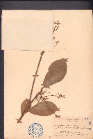 藏品(假蘋婆)的圖片