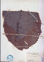 藏品(大花第倫桃)的圖片