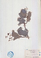 藏品(毛果錫葉藤)的圖片