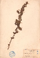 藏品(草梧桐)的圖片