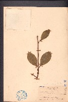 藏品(油茶)的圖片