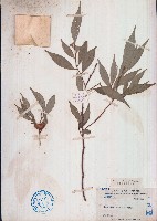 藏品(尾葉山茶)的圖片