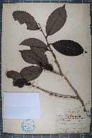 藏品(茶)的圖片