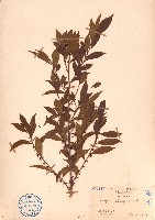 藏品(光葉柃木)的圖片