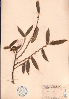 藏品(華南毛柃)的圖片