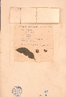 藏品(多萼核果茶)的圖片