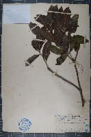 藏品(多萼核果茶)的圖片