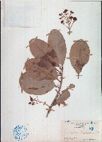 藏品(瓊崖海棠)的圖片