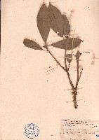 藏品(短柄本勒木)的圖片