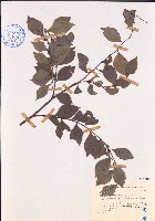 藏品(黑面神)的圖片