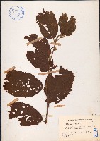 藏品(扭蒴山芝麻)的圖片
