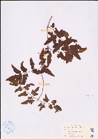 藏品(曲軸海金沙)的圖片