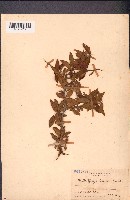 藏品(葉被木、酒餅樹)的圖片