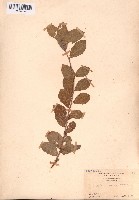 藏品(鳩桑)的圖片