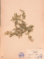 藏品(疏葉卷柏)的圖片