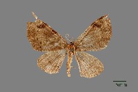 藏品(尺蛾)的圖片