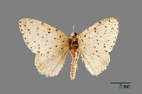 藏品(點玷尺蛾)的圖片