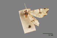 藏品(尖尾角葉尺蛾)的圖片