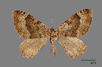 藏品(紅帶光尺蛾)的圖片