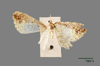 藏品(尺蛾)的圖片