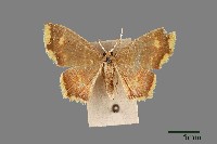 藏品(黃緣尖角波尺蛾)的圖片