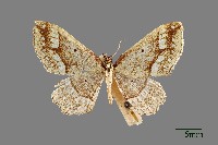 藏品(尺蛾)的圖片