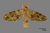 藏品(綠波尺蛾)的圖片