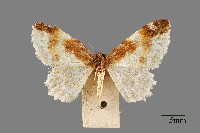 藏品(尺蛾)的圖片