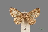 藏品(鏽斑波尺蛾)的圖片