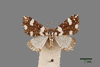 藏品(尺蛾)的圖片