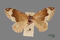 藏品(尺蛾)的圖片