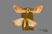 藏品(螟蛾)的圖片