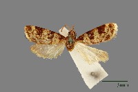 藏品(螟蛾)的圖片