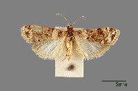 藏品(螟蛾)的圖片