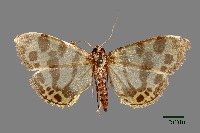 藏品(螟蛾)的圖片