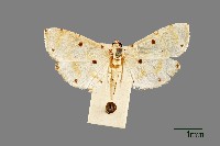 藏品(螟蛾)的圖片