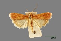 藏品(螟蛾)的圖片