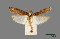 藏品(螟蛾)的圖片