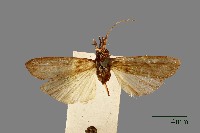 藏品(螟蛾)的圖片