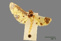 藏品(螟蛾)的圖片