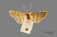 藏品(螟蛾)的圖片