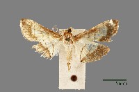 藏品(螟蛾)的圖片