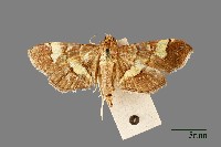 藏品(黄斑環角野螟蛾)的圖片