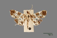 藏品(螟蛾)的圖片