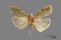 藏品(螟蛾)的圖片