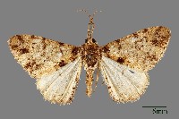 藏品(螟蛾)的圖片