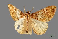 藏品(螟蛾)的圖片