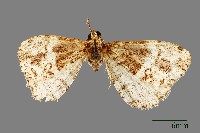 藏品(螟蛾)的圖片